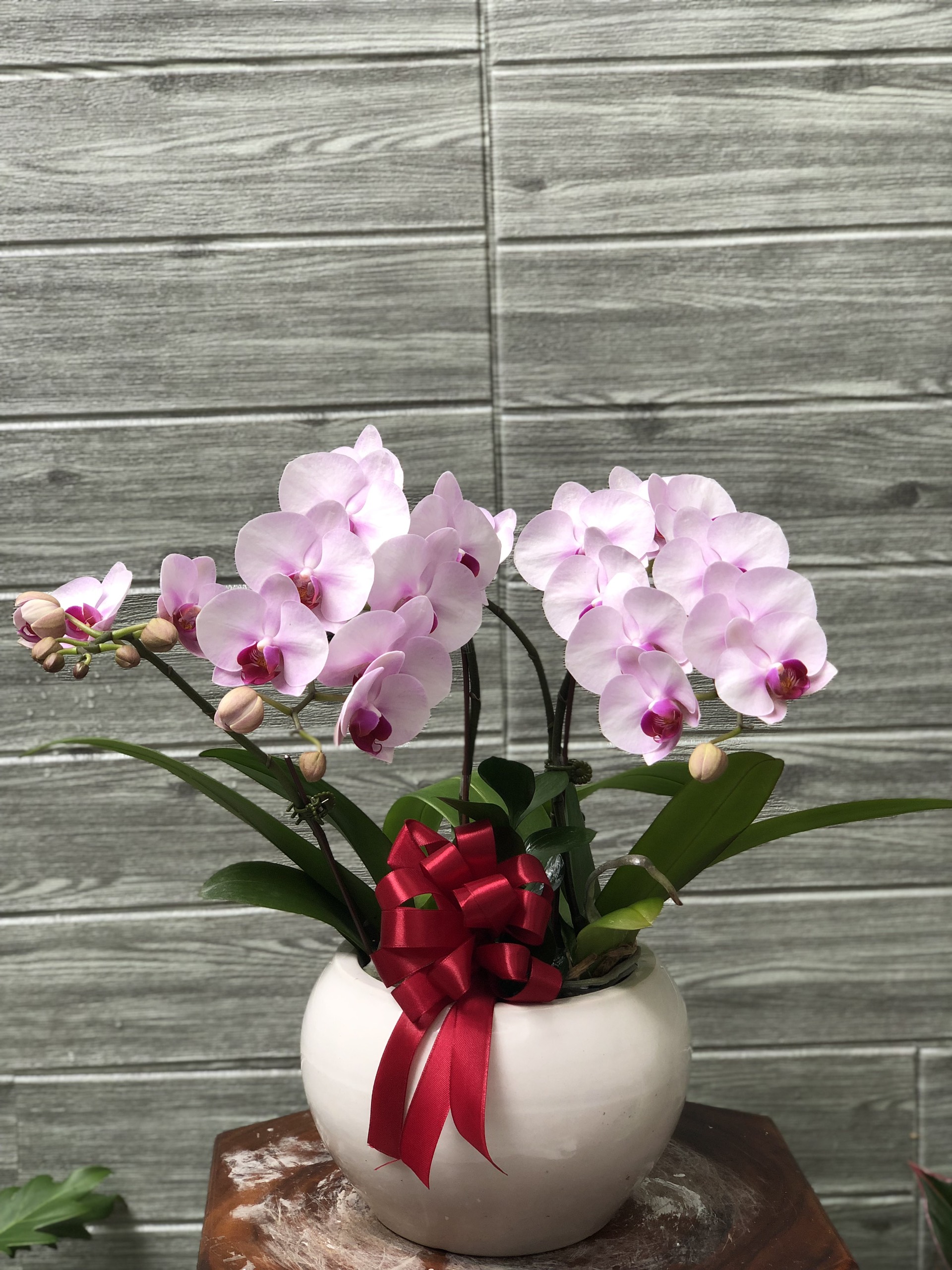 Hoa Lan Để Bàn 00073